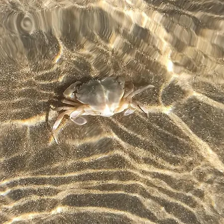 градина луксозен Apartamento