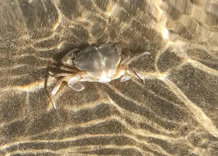 градина луксозен Apartment